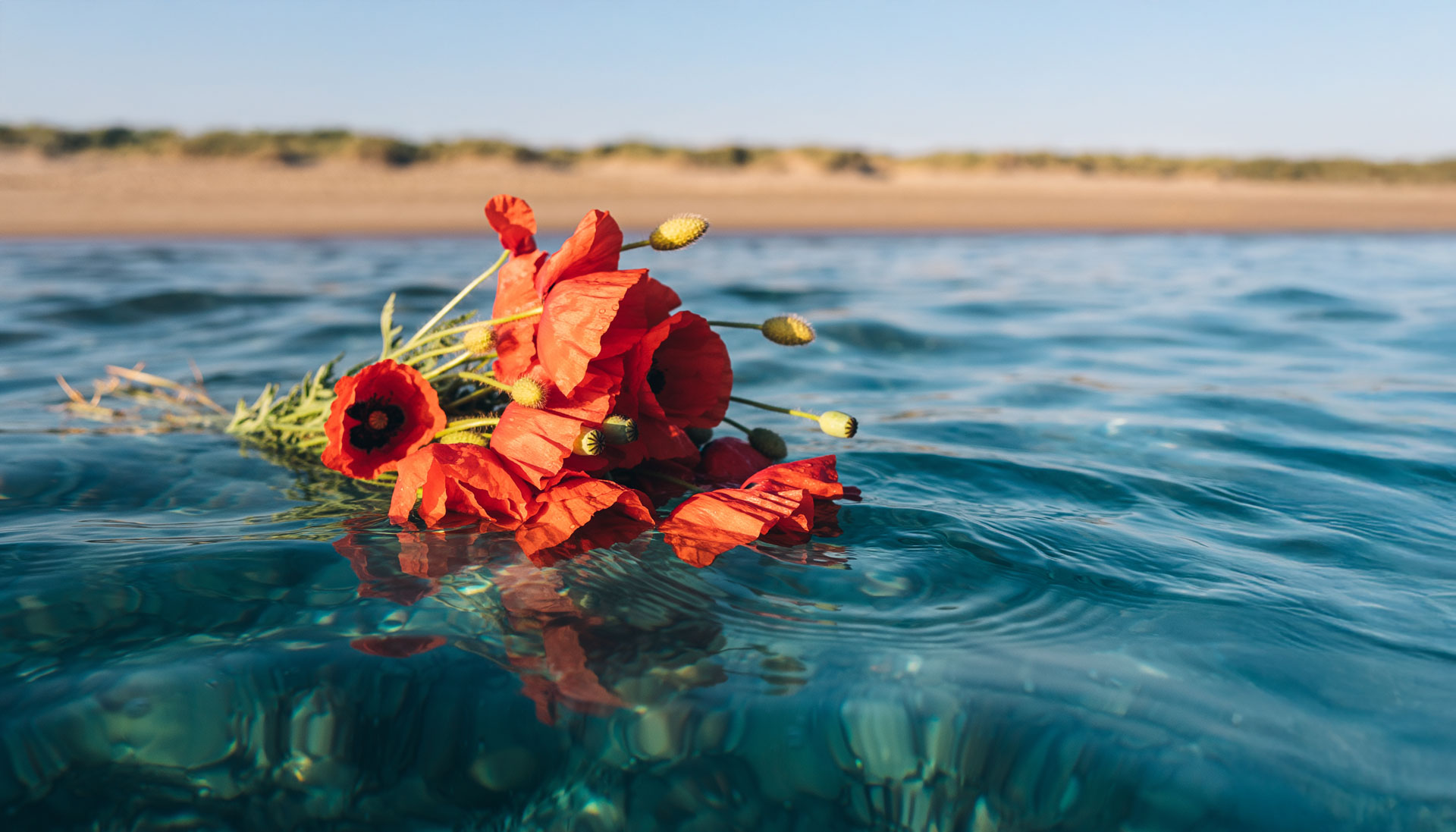 Mohnblumen im Meer als Sinnbild für Seebestattungen