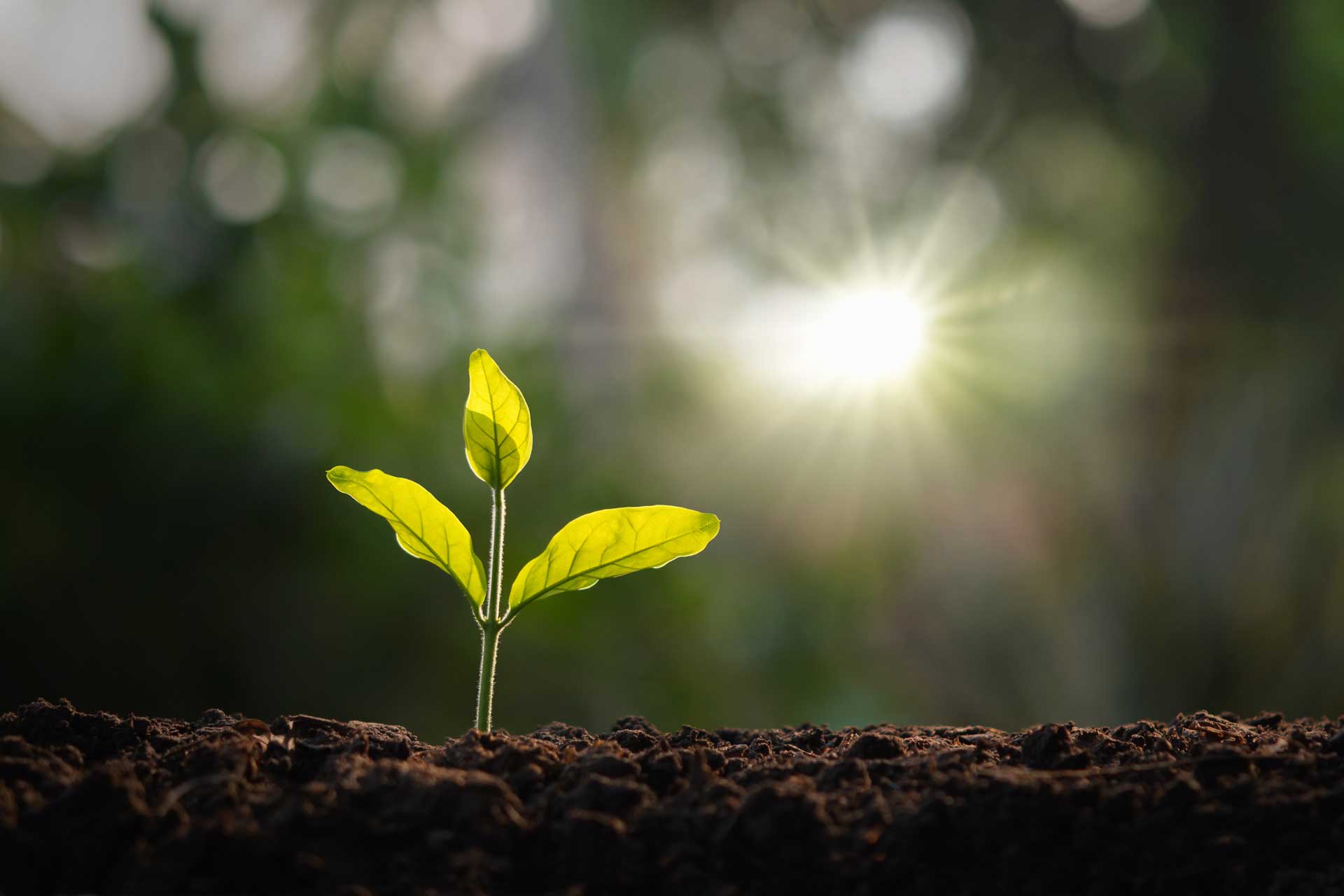 Detailaufnahme eines wachsenden Baumes